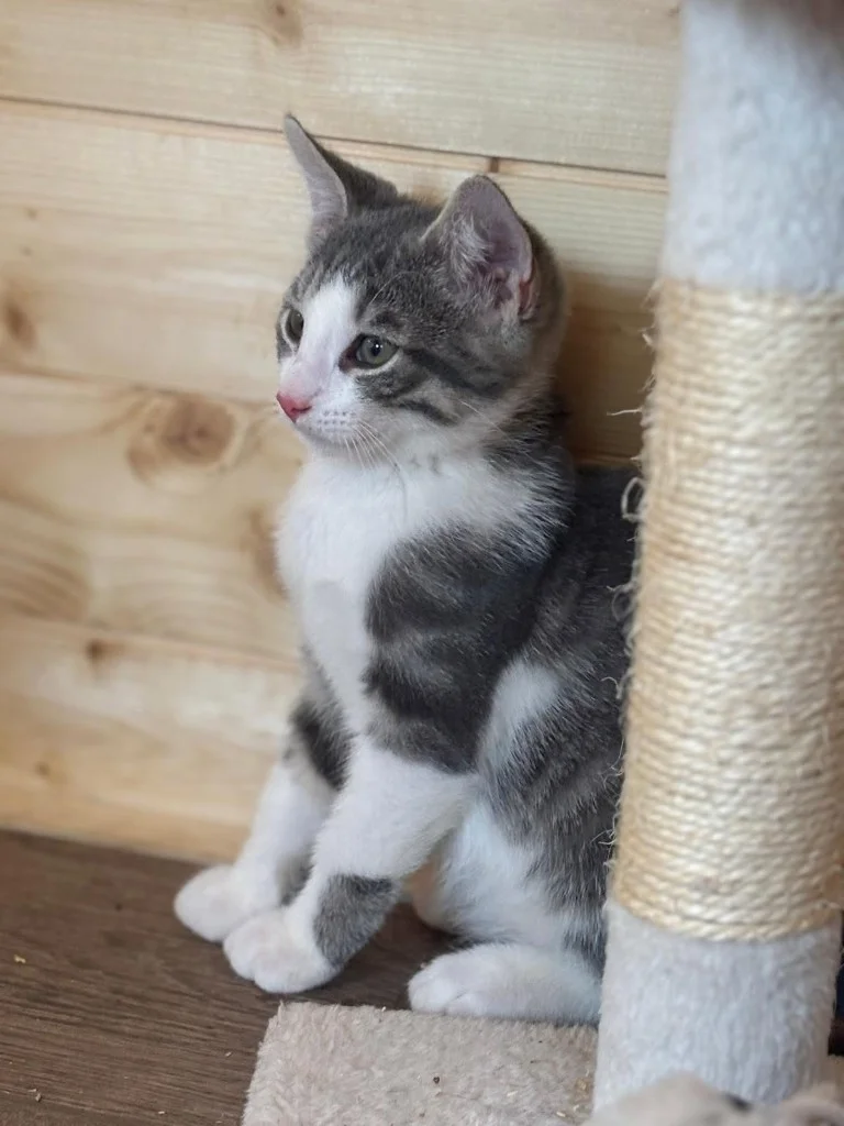 Cookie, chaton gris et blanc, de profil près d’un griffoir