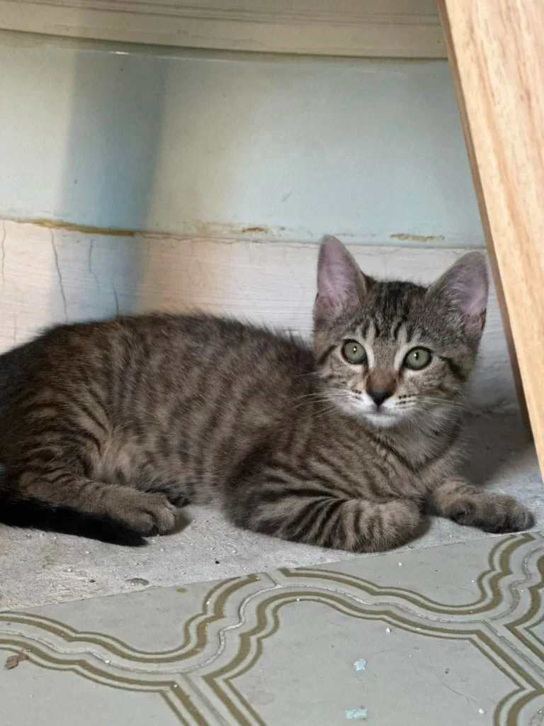 Simone, chaton tigré face à l’objectif